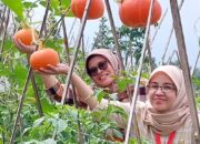 Kabocha Jepang Yang Lezat Dan Penuh Manfaat Kesehatan, Ada Di Sukabumi