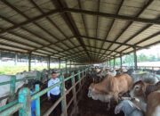 Napi dan Petugas Lapas Kelas 11B Warungkiara Sukabumi Kembangkan 450 Sapi Pedaging