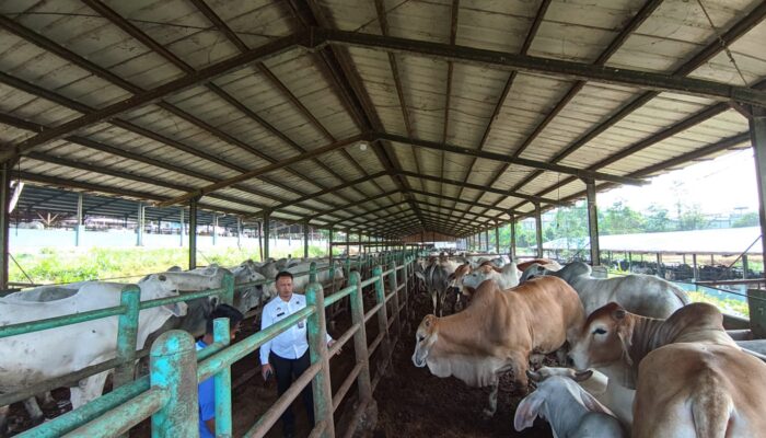 Napi dan Petugas Lapas Kelas 11B Warungkiara Sukabumi Kembangkan 450 Sapi Pedaging