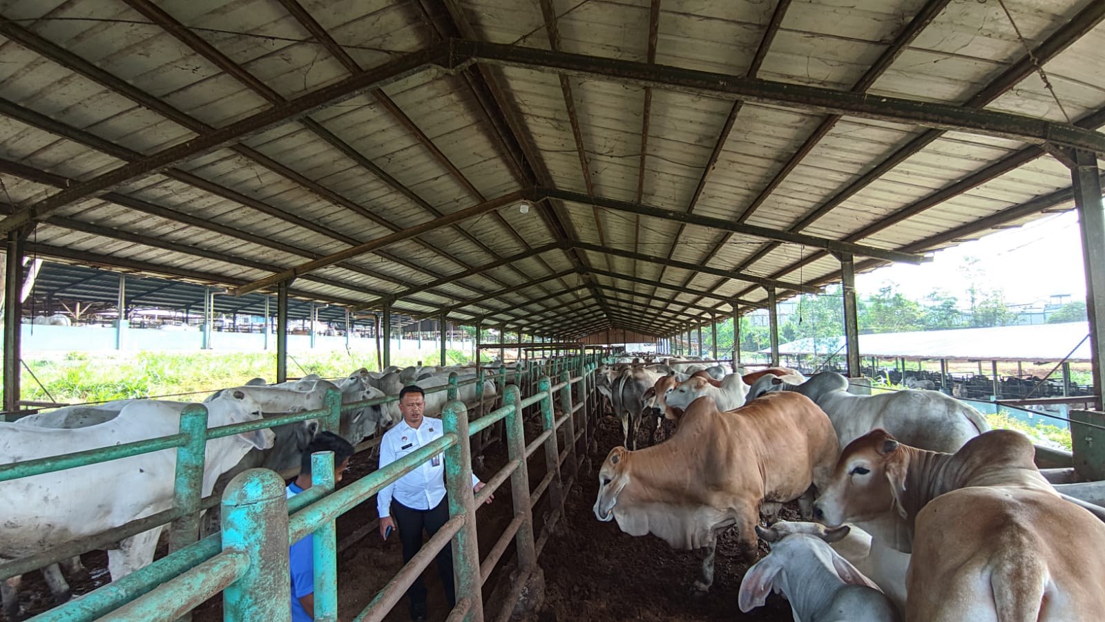 Napi dan Petugas Lapas Kelas 11B Warungkiara Sukabumi Kembangkan 450 Sapi Pedaging