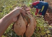 Ubi Madu Sukabumi Tembus Pasar Export