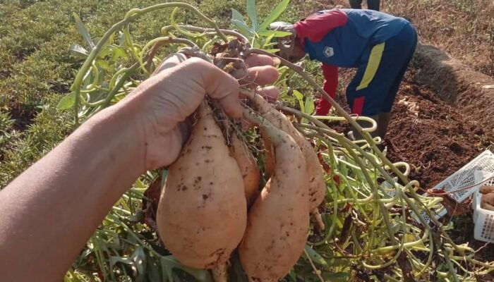 Ubi Madu Sukabumi Tembus Pasar Export