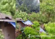 Pohon Mindi Tumbang, Atap Rumah di Kutajaya Rusak