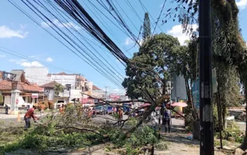 Kelurahan Cicurug Proaktif Mitigasi Pohon Trambesi, Cegah Bahaya Dahan Rontok 4 Kelurahan Cicurug Proaktif Mitigasi Pohon Trambesi, Cegah Bahaya Dahan Rontok