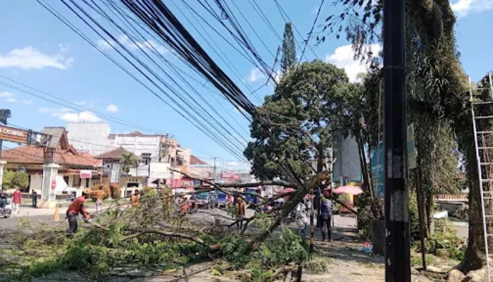 Kelurahan Cicurug Proaktif Mitigasi Pohon Trambesi, Cegah Bahaya Dahan Rontok