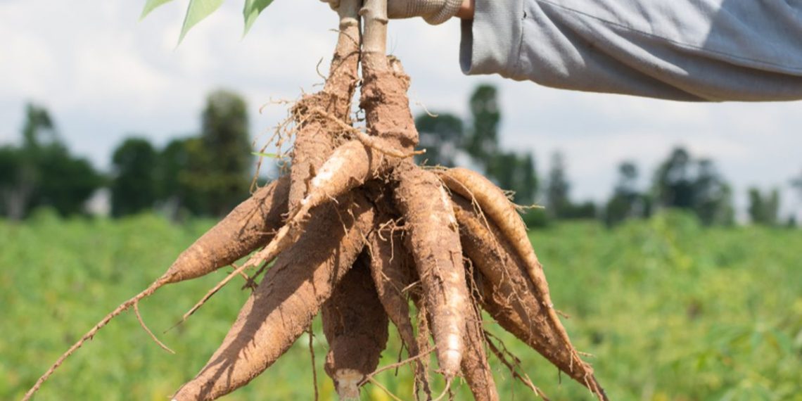 Tak Lagi Dijual Mentah, DPRD Sukabumi Ajak Warga Olah Singkong Jadi Usaha Kreatif