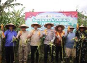 DPRD Sukabumi Apresiasi Polres Dukung Swasembada Pangan Melalui Panen Raya Jagung