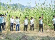 Pengembangan Sorgum sebagai Biomassa, Wabup: Terobosan Penting Dukung Energi Berkelanjutan