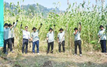 Pengembangan Sorgum sebagai Biomassa, Wabup: Terobosan Penting Dukung Energi Berkelanjutan