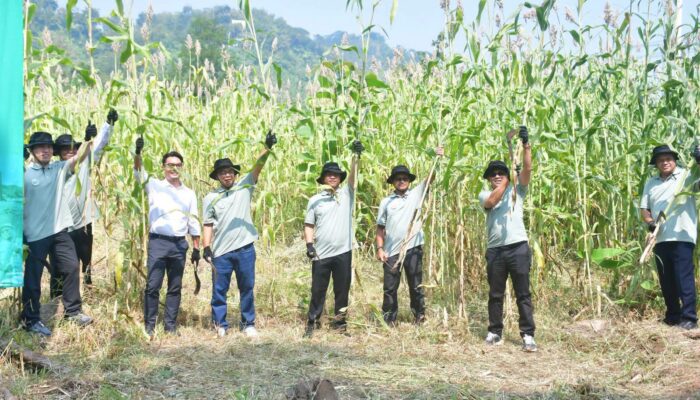 Pengembangan Sorgum sebagai Biomassa, Wabup: Terobosan Penting Dukung Energi Berkelanjutan