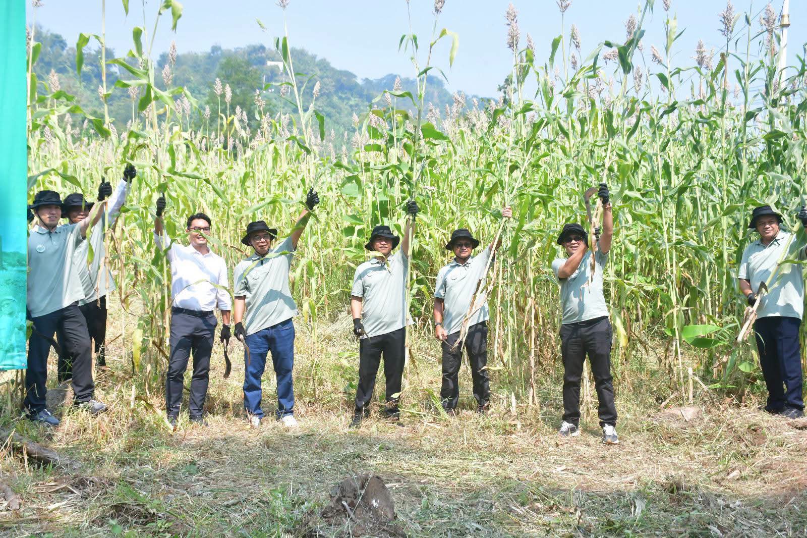 Pengembangan Sorgum sebagai Biomassa, Wabup: Terobosan Penting Dukung Energi Berkelanjutan
